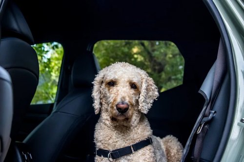 2026 Hyundai Santa Cruz Dog Review: A Small Truck With Big Potential