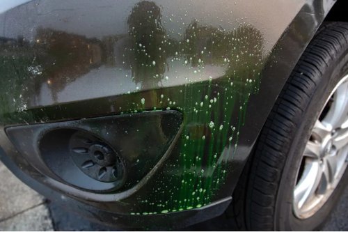 Road Trips Create Memories — and Insect Guts. So We Tested the Best Bug, Tar, and Sap Removers