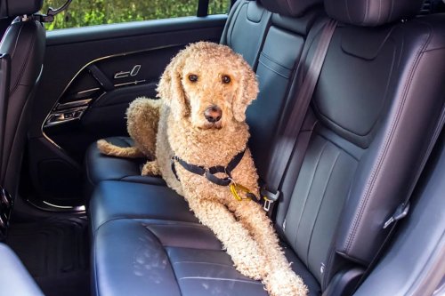 Range Rover Review: Land Rover's Luxury SUV Seems Built To Haul Dogs In Comfort