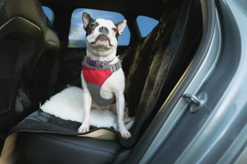 The 5 Best Waterproof Car Seat Covers to Survive Sandy Paws and Muddy Summer Adventures
