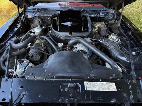 1979 Pontiac Firebird Trans Am WS6 for Sale With 8,000 Miles Shown