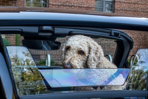 Mazda, My Dog And I Spent A Week With The Mazda Miata: Here's How Well He Fit