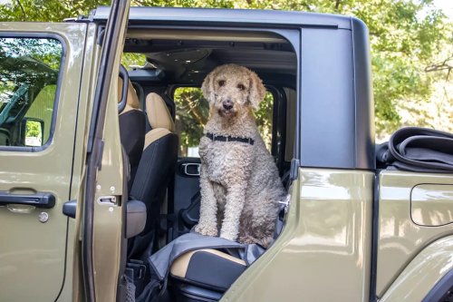 Jeep, Jeep Gladiator, Jeep Gladiator Review: The Jeep-est Truck Is A Solid Pick For Dog Owners