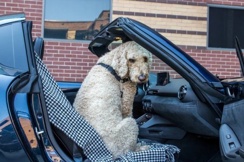 Mazda, My Dog And I Spent A Week With The Mazda Miata: Here's How Well He Fit