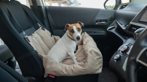 What's The Best Car For Your Dog?