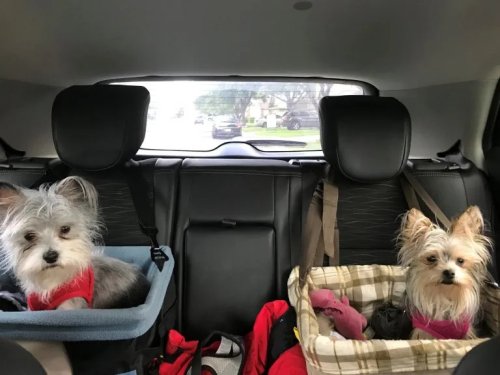 Mopaw’s Pet Travel Accessories Will Keep Your  Dog and Your Jeep—Or Any Car, Really—Cleaner and Happier