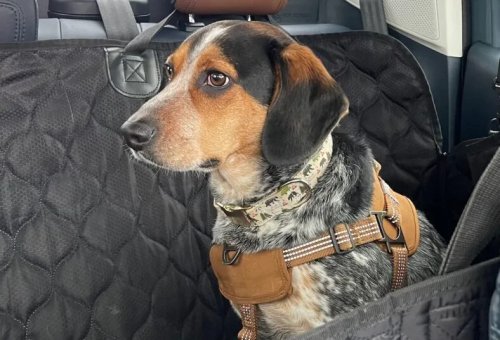 Mopaw’s Pet Travel Accessories Will Keep Your  Dog and Your Jeep—Or Any Car, Really—Cleaner and Happier