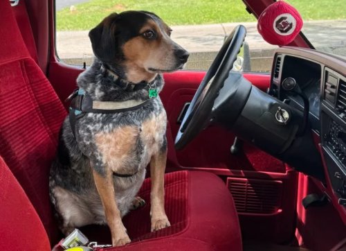 Which are the Best Cars For Dogs? These are Our Favorites—and Top Accessories—For Taking Your Fur Baby Along
