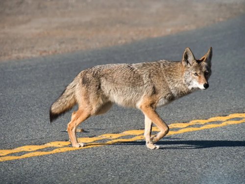 Roadkill Leaves a Scar
