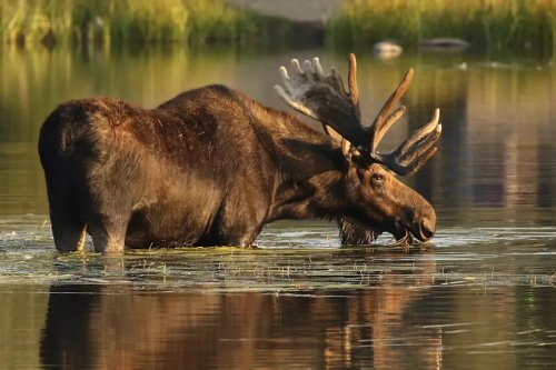 Volvo, Volvo XC60, Volvo XC60 crashes into a 793-pound moose dummy