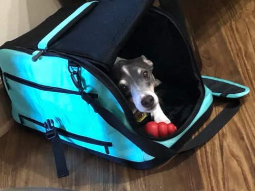 Which are the Best Cars For Dogs? These are Our Favorites—and Top Accessories—For Taking Your Fur Baby Along