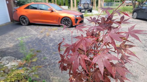 Short-Sighted Profiteering Is Killing Enthusiast Cars—And Future Enthusiasts