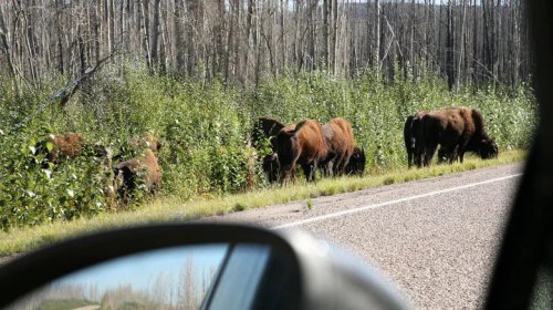 Here's Why You Should (Or Shouldn't) Run The Alcan 5000