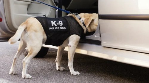 How Are Car Owners' Rights Protected By The 4th Amendment?