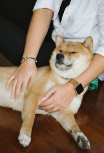橋本歩
